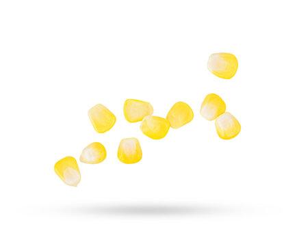 Corn seeds falling in the air isolated on transparent background. PNG