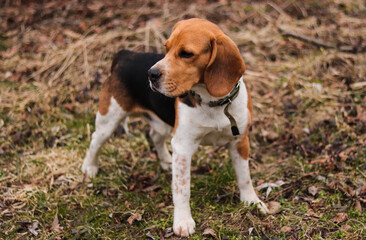 beagle in the grass