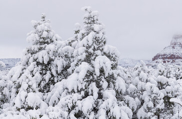 Heavy Snow Blankets Trees in Sedona Arizona in Winter