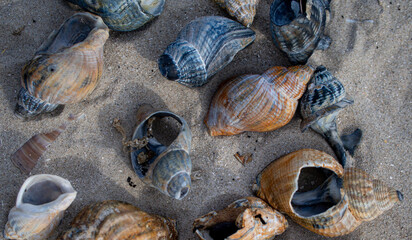 Muscheln im Sand