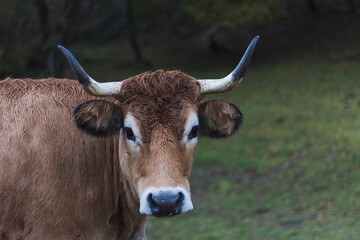 A large brown bovine with horns stands on lush green grass in a natural setting