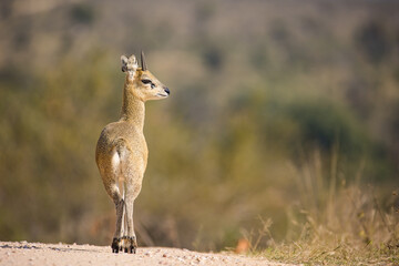 Close up image of Klipspringer in the Greater Kruger park in South Africa