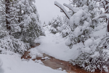 Heavy Snow Blankets Trees in Sedona Arizona in Winter