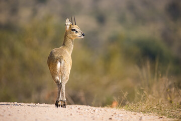 Close up image of Klipspringer in the Greater Kruger park in South Africa