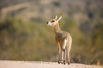 Close up image of Klipspringer in the Greater Kruger park in South Africa