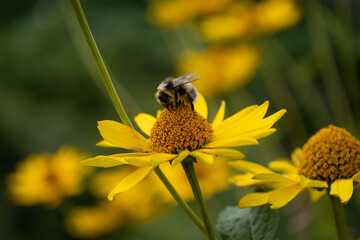 Gartenhummel auf gelber Blume