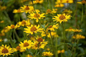 Gelbe Mageriten auf dem Feld