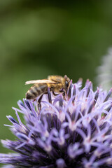 Biene auf Kugeldistel