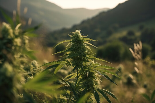 Cannabis Plant - Weed Bud Close Shoot - Marijuana