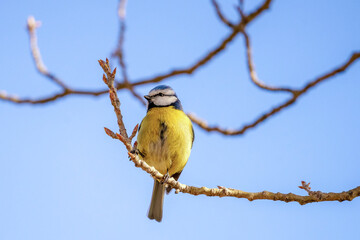 El herrerillo es un pequeño pájaro de colores vivos, con una cresta azul y un plumaje blanco, negro y azul en su espalda. Es muy activo y ágil, y se alimenta principalmente de insectos y semillas. Pue