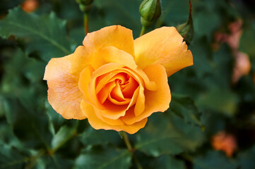 Yellow rose close-up in the garden. Beauty and tenderness, holiday. Nature