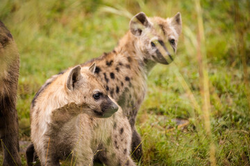 Close up image of a Spotted Hyena in the Greater Kruger park in Mpumalanga in South Africa.