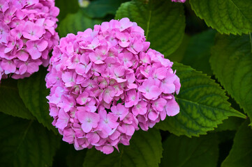Pink hydrangea flowers close-up in the garden. Selective focus