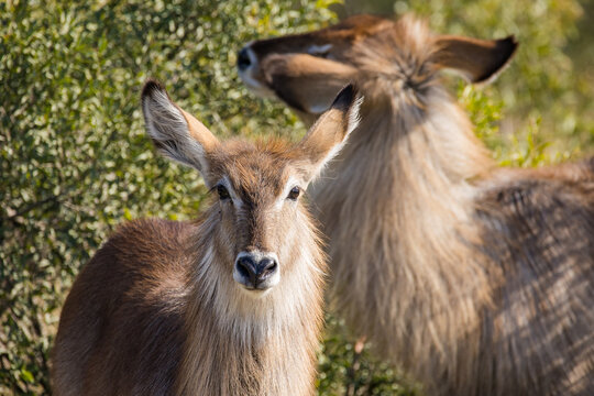 Close up image of a Waterbuck in a nature reserve in South Africa
