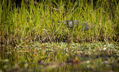 Close up image of a Green-Backed Heron hunting along the waters edge in a nature reserve