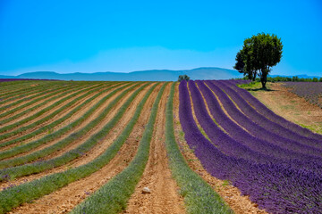 Lavender field, harvest 