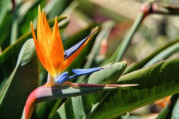 Close up photo of Strelitzia flower (Strelitzia reginae), Bird of paradise flower. The crane...