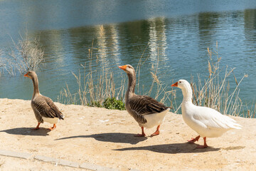 tres gansos andando al borde de una laguna azul con reflejos