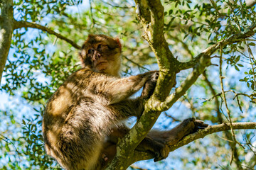 Barbary Macaque (Macaca Sylvanus) ape. Gibraltar, United Kingdom. Selective focus