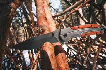 Folding tactical knife for survival and hiking is stuck into trunk fallen tree in pine winter...