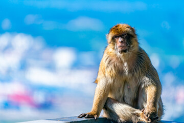 Barbary Macaque (Macaca Sylvanus) ape, Gibraltar, United Kingdom. Selective focus