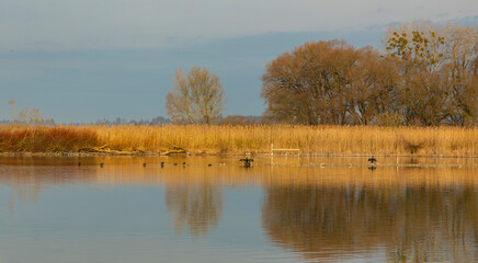 nature reserve at Chiemsee lake with water birds