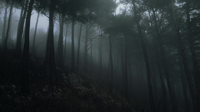 mystical pine forest on the mountainside in a misty haze is very beautiful and atmospheric