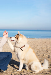 A woman and her dog on the beach. Dog's paw in the hand.