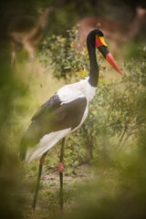 Close up image of a Saddle-Billed Stork in the grasslands in the greater Kruger park in South Africa