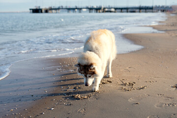 A dog walking on the beach near the sea looking at the sand.
