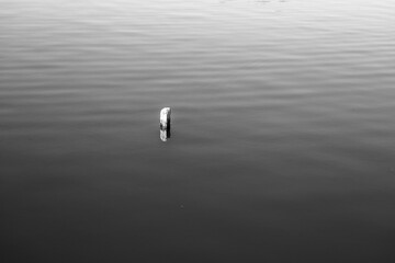 reflection in water