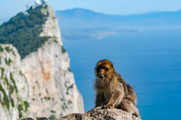 Barbary Macaque (Macaca Sylvanus) ape. Gibraltar, United Kingdom. Selective focus