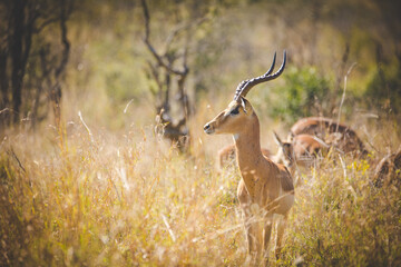 Portrait of an Impala Ram in a nature reserve