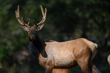 Elk deer that lives in America in its beautiful form with the herd
