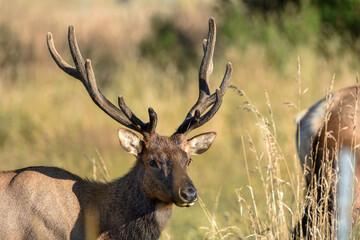 Elk deer that lives in America in its beautiful form with the herd