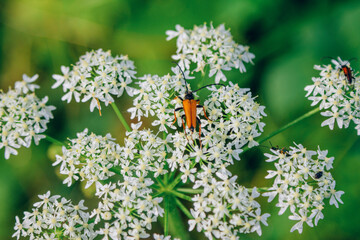 Stictoleptura rubra, the Red-brown Longhorn Beetle on white flowers of blooming giant hogweed