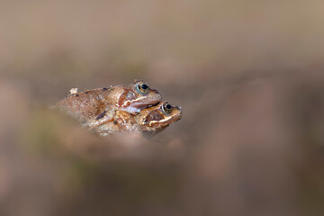 Common frog mating season