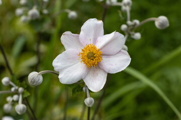 Fototapeta premium flower with white petals and yellow center in the garden