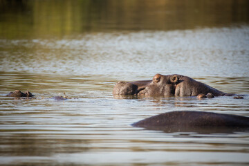 Fototapeta premium Close up image of a Hippo in a lake in a national park in South Africa