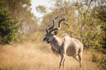 Naklejka na ściany i meble Close up image of a majestic Kudu in a national park in South Africa
