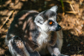 Ring-tailed lemur (Lemur catta) - endangered strepsirrhine primate endemic to the island of Madagascar