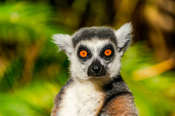 Ring-tailed lemur (Lemur catta) - endangered strepsirrhine primate endemic to the island of Madagascar