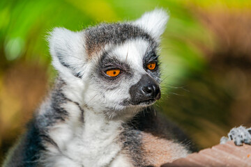 Obraz premium Ring-tailed lemur (Lemur catta) - endangered strepsirrhine primate endemic to the island of Madagascar