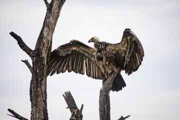 An African white-backed vulture, a top bird of prey perched atop a tree. This endangered species is a symbol of the importance of wildlife conservation efforts.