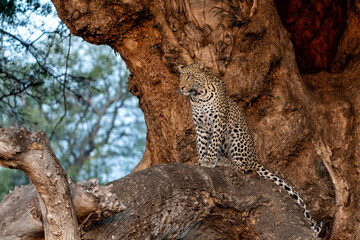 Leopard (Panthera Pardus) resting in a tree in the golden light of the late afternoon in Mashatu Game Reserve in the Tuli Block in Botswana       