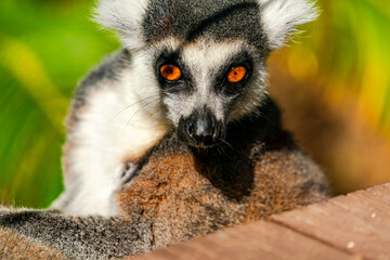 Obraz premium Ring-tailed lemur (Lemur catta) - endangered strepsirrhine primate endemic to the island of Madagascar