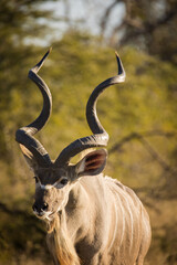 Close up image of a majestic Kudu in a national park in South Africa