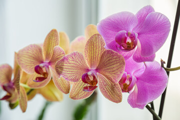 Fototapeta na wymiar Floral concept. Orchid growing tips. Most commonly grown house plants. Orchids blossom close up. Orchid flower pink and yellow bloom. Phalaenopsis orchid.