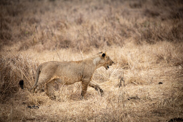 lion cub in the savannah