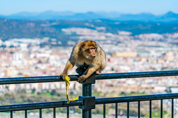 Barbary Macaque (Macaca Sylvanus) ape. Gibraltar, United Kingdom. Selective focus